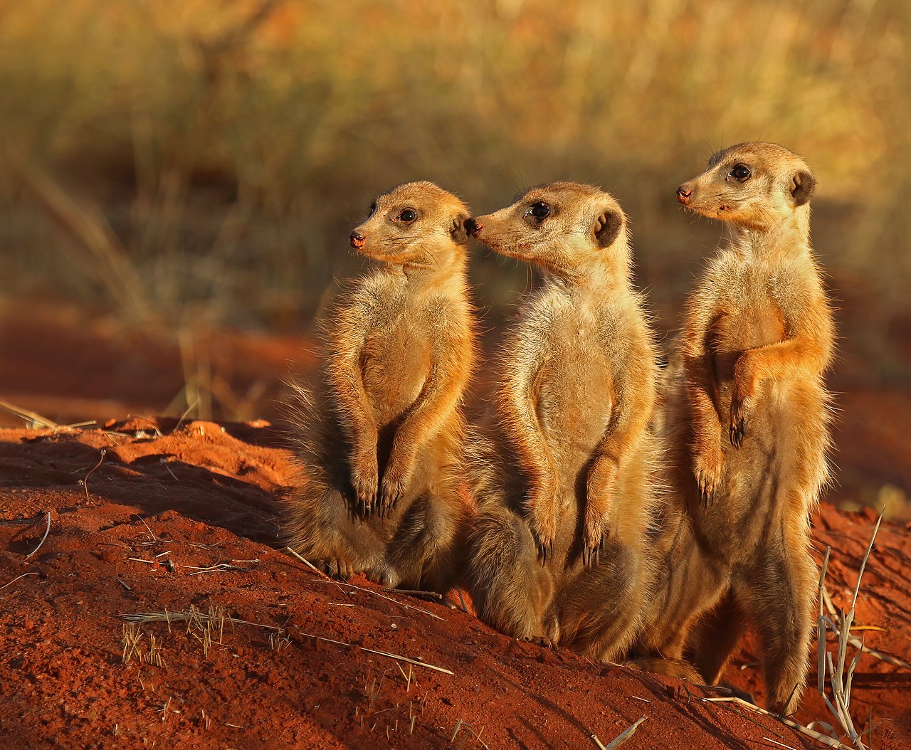 A meerkat standing on its hind legs, scanning the horizon